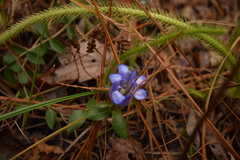 Gentiana catesbaei