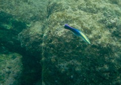 Labroides phthirophagus