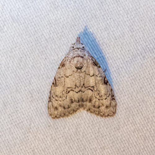 Ashy Meganola Moth photo 2