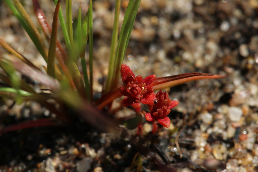 Crassula closiana 2
