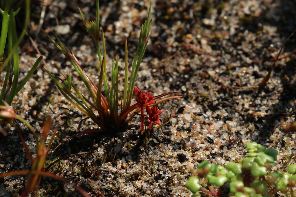 Crassula closiana