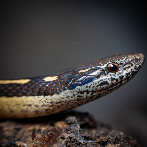 Photo of a Black-striped Snake (taeniata) (Coniophanes taeniata)