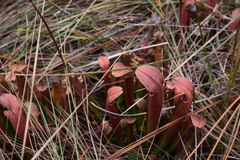 Sarracenia rubra