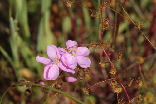 Drosera indumenta