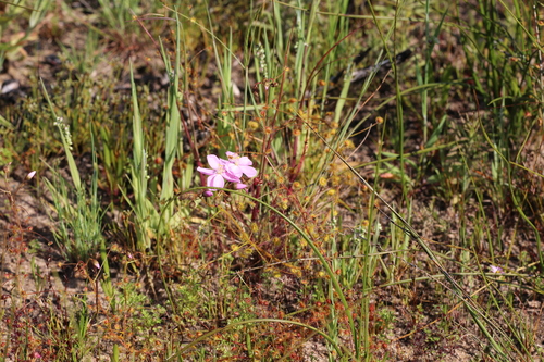 Drosera indumenta