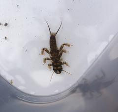 Hesperoperla pacifica