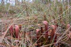 Sarracenia rubra