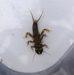 Hesperoperla pacifica