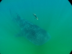 Rachycentron canadum