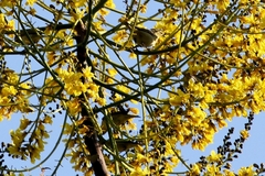 Leiothlypis peregrina