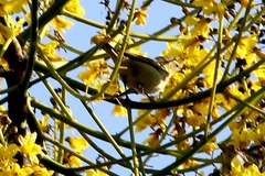 Leiothlypis peregrina