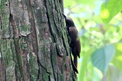 Lepidocolaptes souleyetii