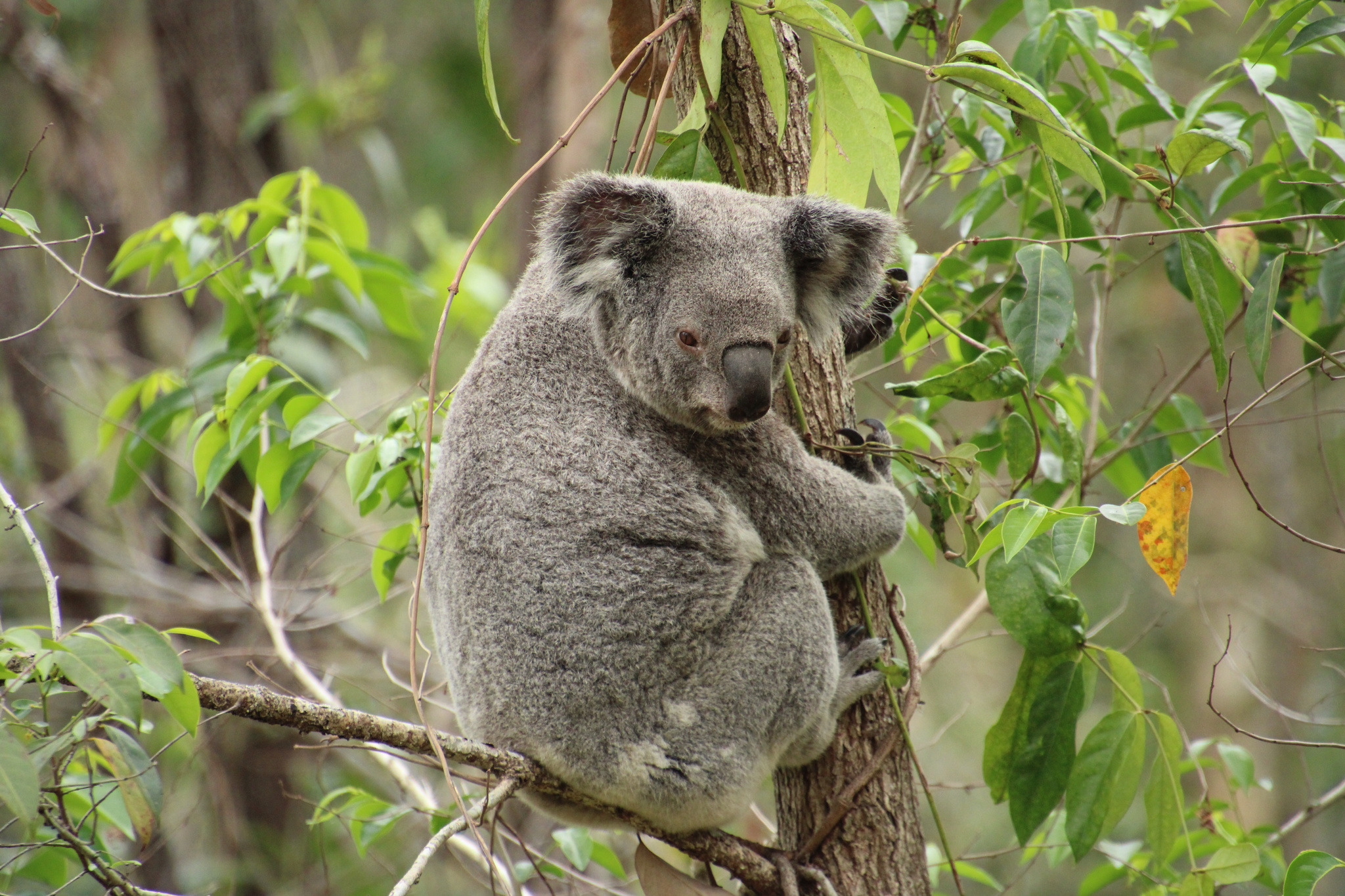 Koala (Phascolarctos cinereus) · iNaturalist