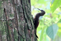 Lepidocolaptes souleyetii