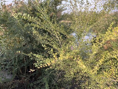 Siberian elm