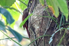 Lepidocolaptes souleyetii