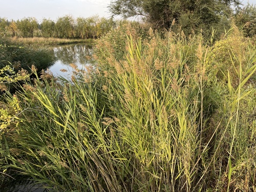 common reed