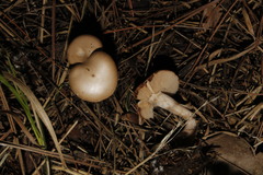 Agaricales