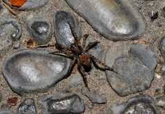Arctosa variana