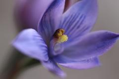 Thelymitra × dentata