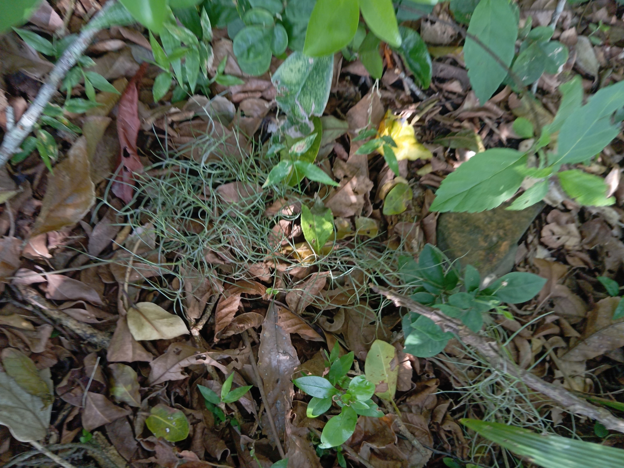 Tillandsia usneoides