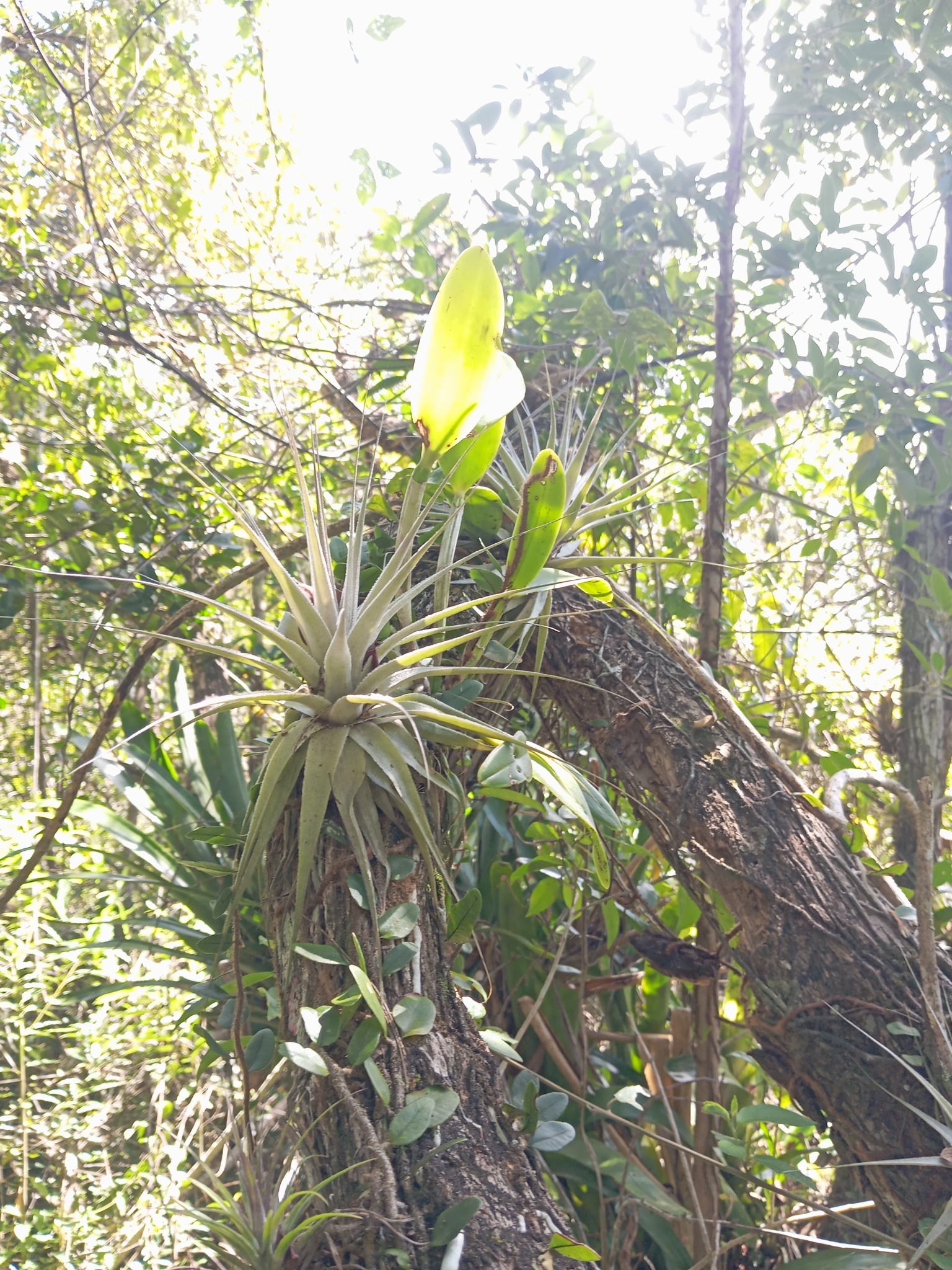 Tillandsia gardneri