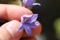 Thelymitra × dentata