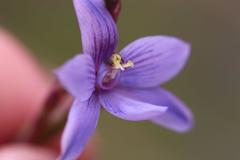 Thelymitra × dentata