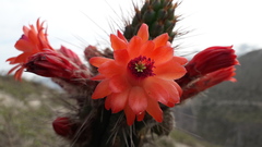 Borzicactus sepium