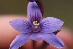 Thelymitra × dentata