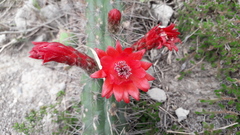 Borzicactus sepium