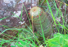 Mammillaria columbiana yucatanensis