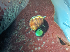 Phasianellidae