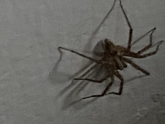 Herpyllus propinquus