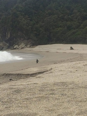 Eudyptes pachyrhynchus