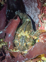 Clinocottus recalvus