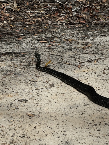 Diamond Python sighting