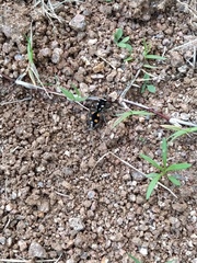 Traumatomutilla grossa