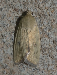 Heliocheilus paradoxus