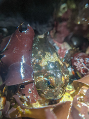 Clinocottus recalvus