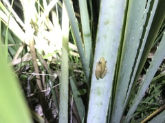 Scinax squalirostris