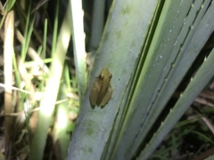 Scinax squalirostris