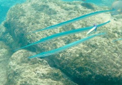 Platybelone argalus