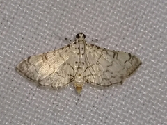 Hileithia approprialis