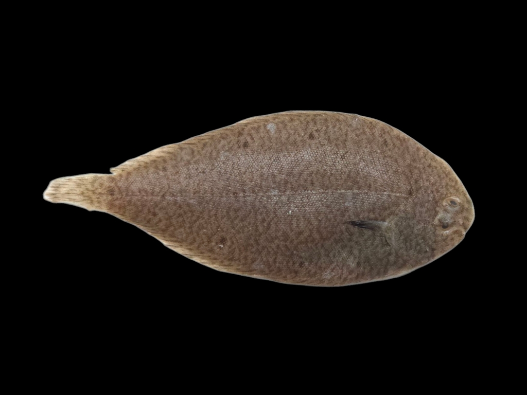 Zoetwater-tongschar (Brachirus panoides) — Soleidae