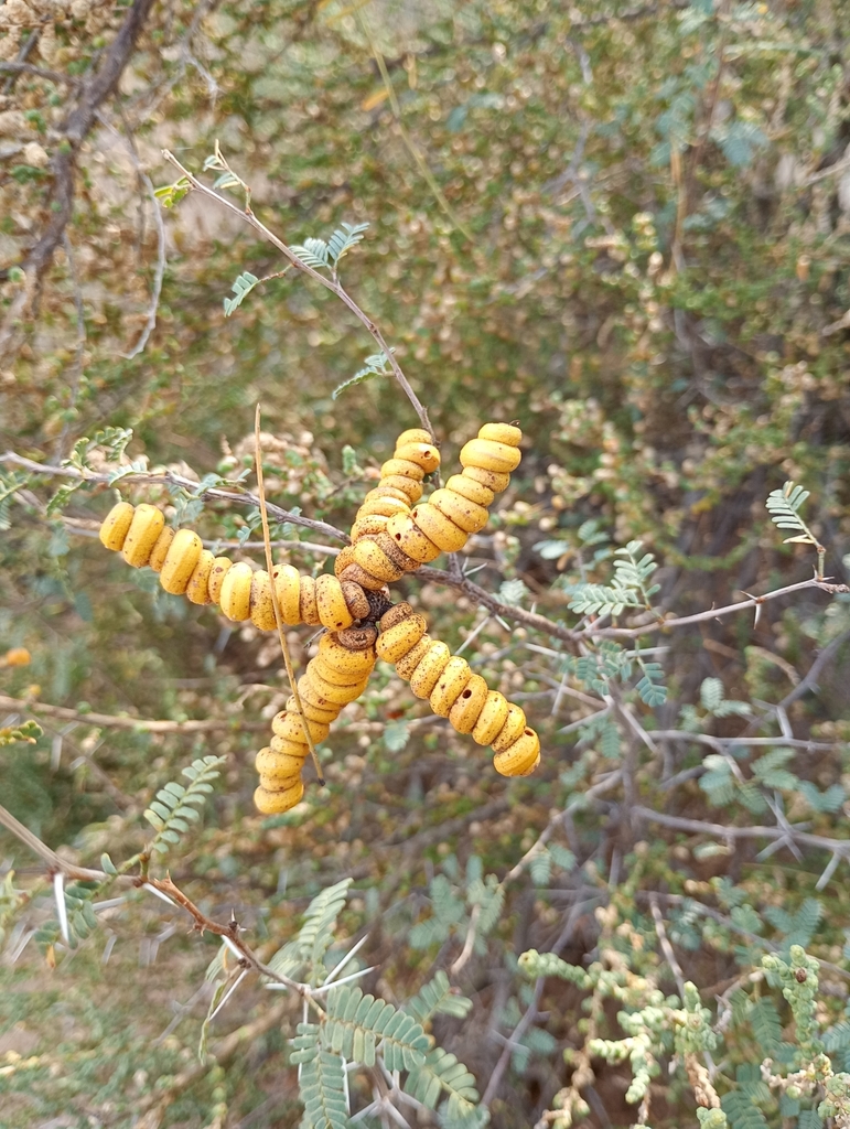Prosopis reptans Benth.