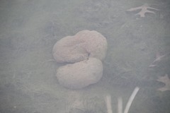 Pectinatella magnifica