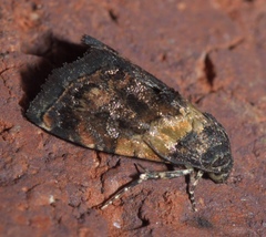 Tripudia balteata