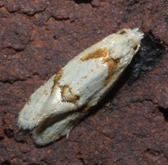 Aethes seriatana