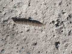 Proserpinus terlooii